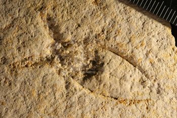 Media type: image;   Entomology PALE-6144